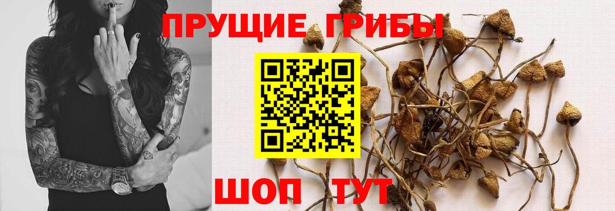 Псилоцибиновые грибы прущие грибы  Вход с VPN  Котлас 